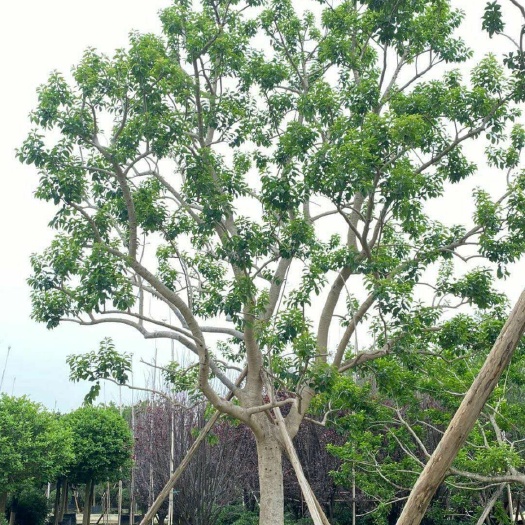 陆川县白银树（铁冬青）