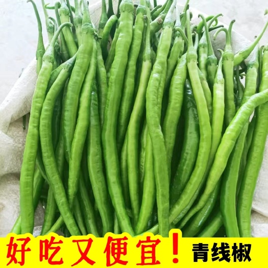 阜南县精品线椒，二荆条，红线椒，皱皮辣椒，螺丝椒，301，大泡椒，