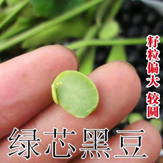 黑豆 绿芯青仁黑豆种子 自产自销五谷磨房原料 大量供应