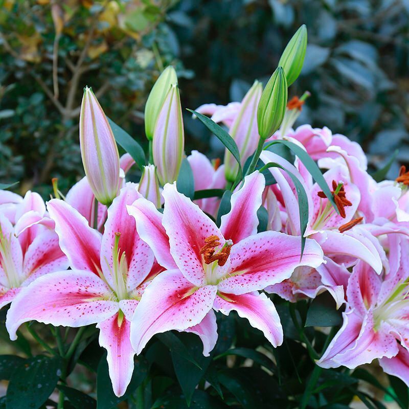 香水百合種球重瓣濃香四季開(kāi)花室內(nèi)外盆栽花卉植物耐寒好養(yǎng)活