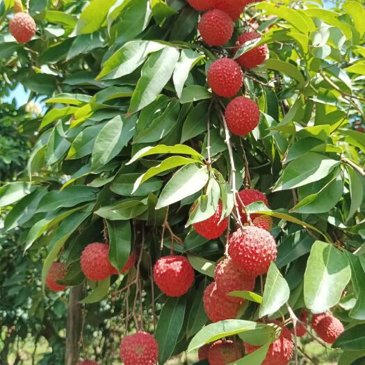 江门桂味