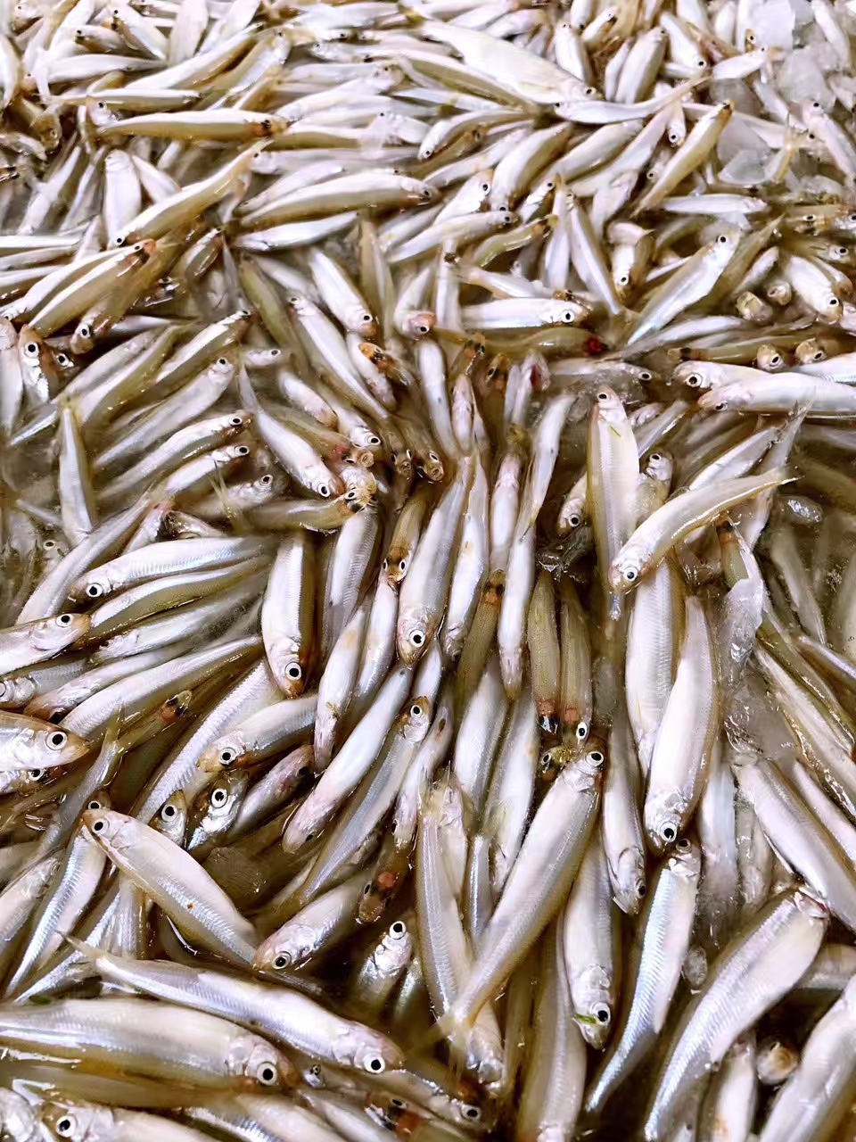 黑龍江公魚產(chǎn)地批發(fā)，4-6單凍小公魚，大中小號公魚供應商