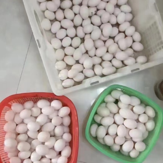 江门鸽子蛋 自家鸽场