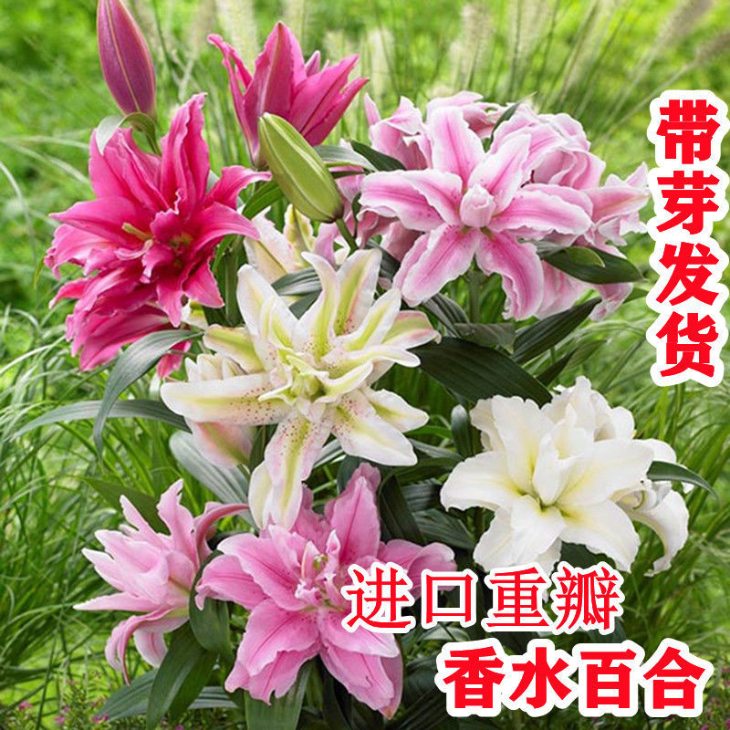 香水百合種球重瓣濃香四季開(kāi)花室內(nèi)外盆栽花卉植物耐寒好養(yǎng)活