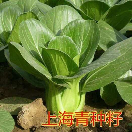 成都原厂包装上海青苏州青种子高产农家小油菜阳台大田四季播蔬菜种籽