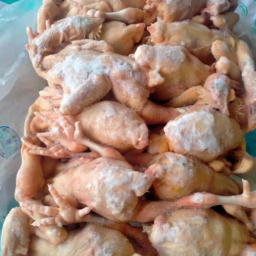 菏泽三黄鸡