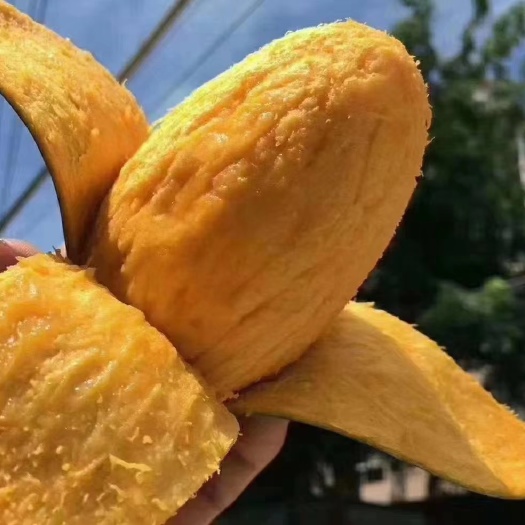 华坪县云南凯特椰香三月芒贵妃圣心鹰嘴品齐全现货一件代发