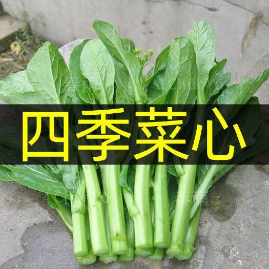 四季甜菜心种子 四九菜心青菜种籽盆栽蔬菜种孑春夏秋冬季青菜种