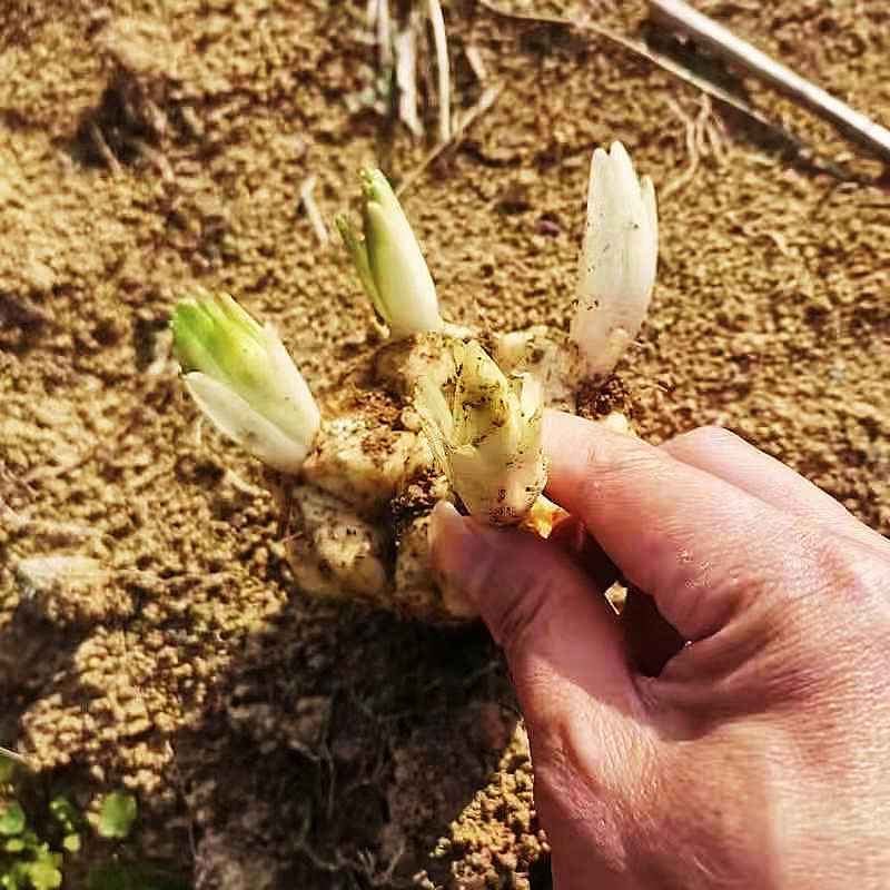 香水百合種球重瓣濃香四季開(kāi)花室內(nèi)外盆栽花卉植物耐寒好養(yǎng)活