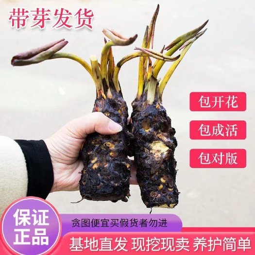 沭阳县池塘大睡莲易活易养包开花
