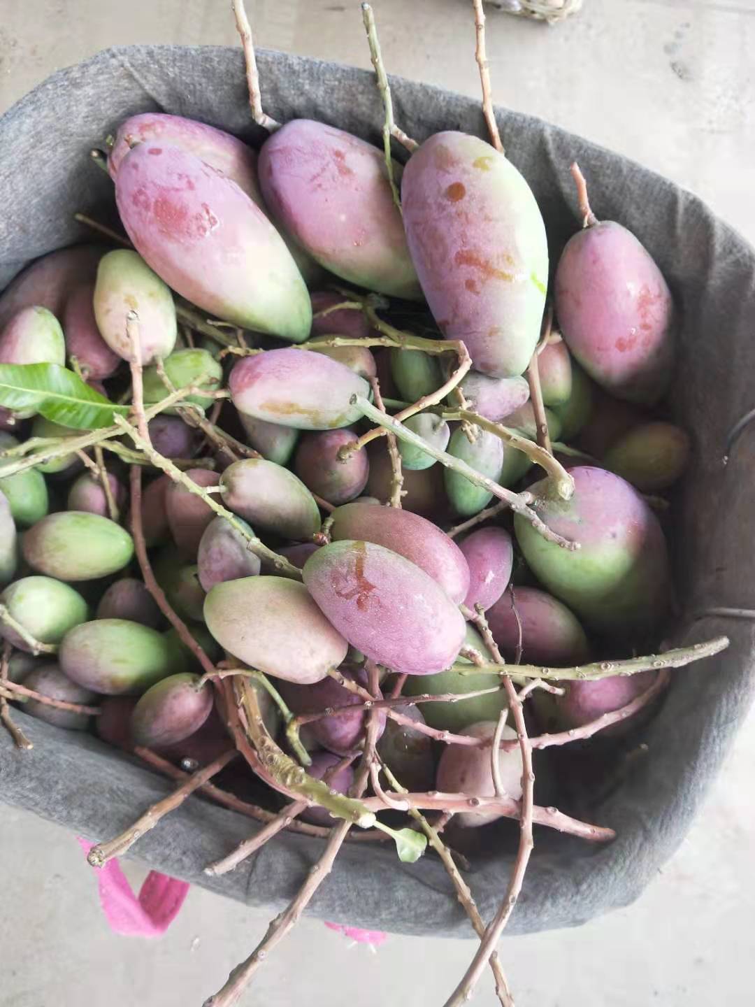 攀枝花贵妃芒果，自家果园，精选好果。
