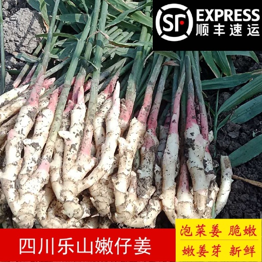 顺丰包邮嫩姜四川乐山西坝贡姜特产新鲜仔姜蔬菜上市泡姜子姜即食