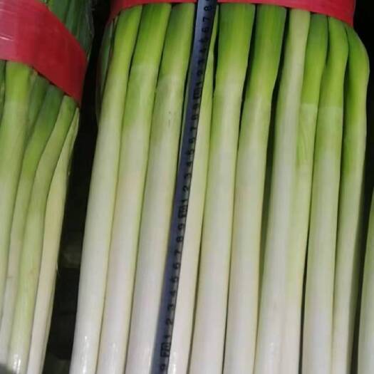 互助县长白大葱