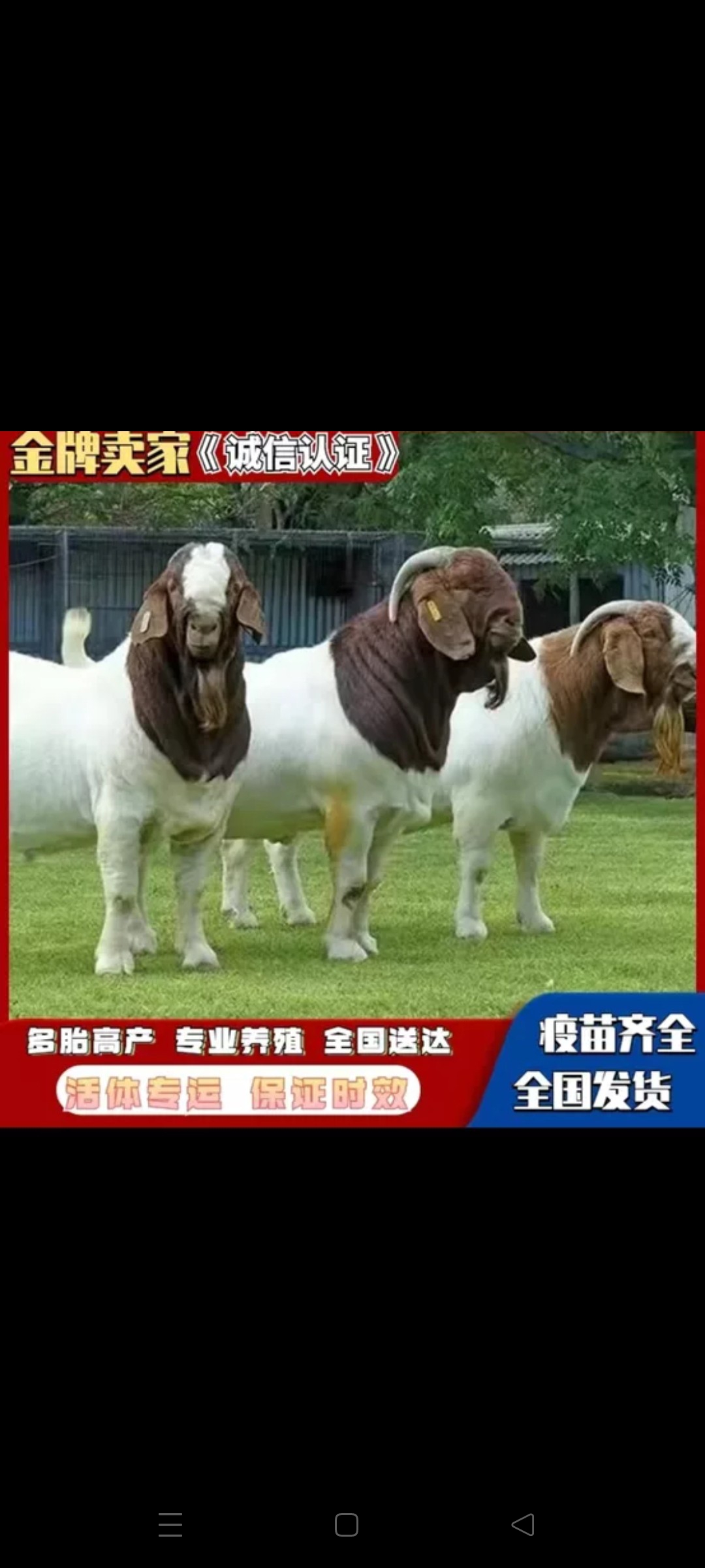 丰县波尔山羊成长发育快抗病能力强活羊，种羊，大母羊小羊羔，种公羊
