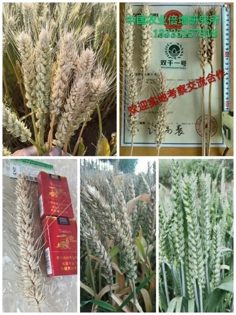平阴县航天双千系列小麦种子