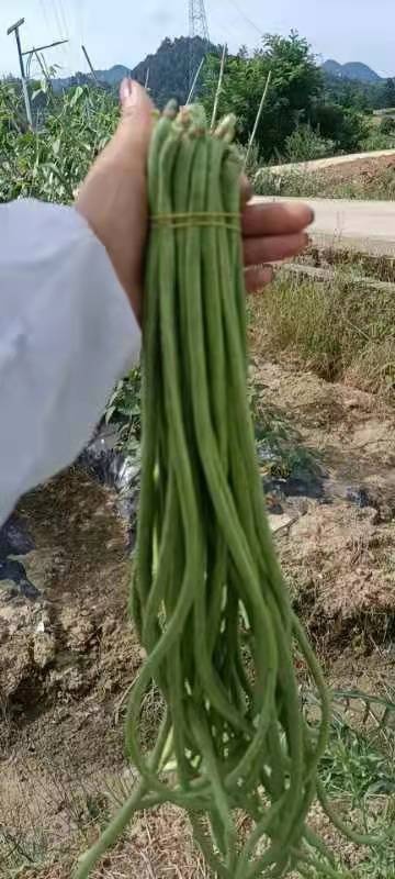 德江县豇豆