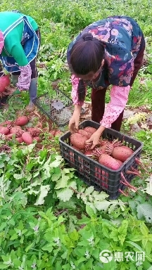 威宁高原红皮红心萝卜