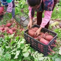 威宁高原红皮红心萝卜