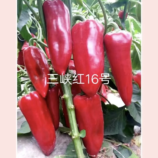 扶沟县三峡红16号红椒种子红果硬果大肉厚深红色抗病囗感好商品性