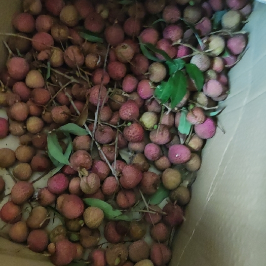 漳州黑叶离荔枝