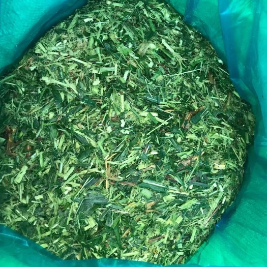 优质甜象草青储料，适用于猪 马 牛 羊牧草做饲料 成本低，