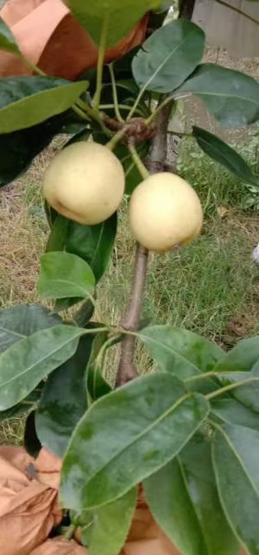 广西桂林市灌阳县黄关镇白沙村现在大量上市的脆冠雪梨！批发4元