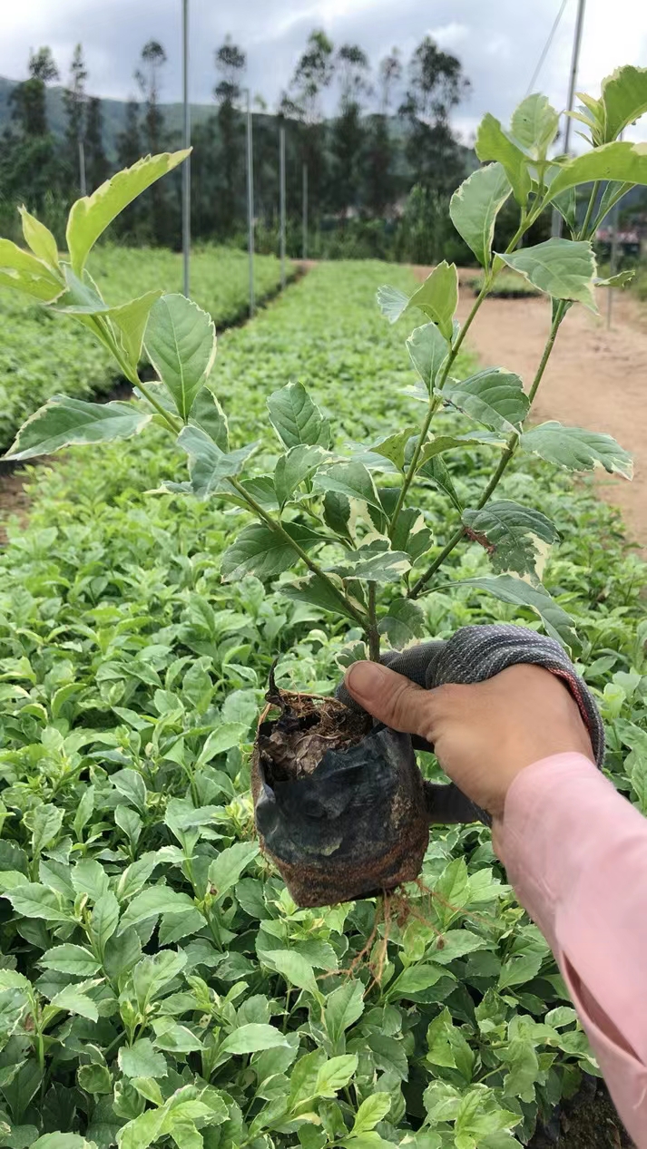 花叶连翘苗 花叶假连翘，银边假连翘