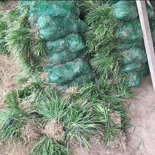 曹县麦冬草 工程庭院绿化苗 中叶 丹麦草沿阶草成活率高