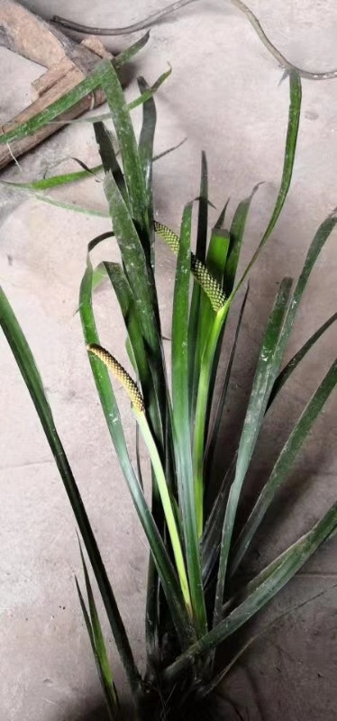 习水县石菖蒲苗