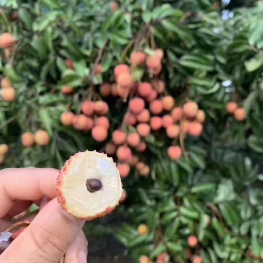 广州从化桂味新鲜荔枝
