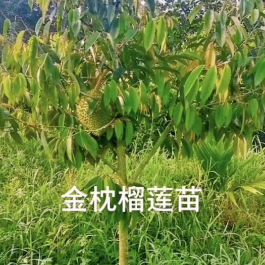 灵山县榴莲苗猫山榴莲直生苗金枕榴莲直生苗两年苗种植两年半可以开花