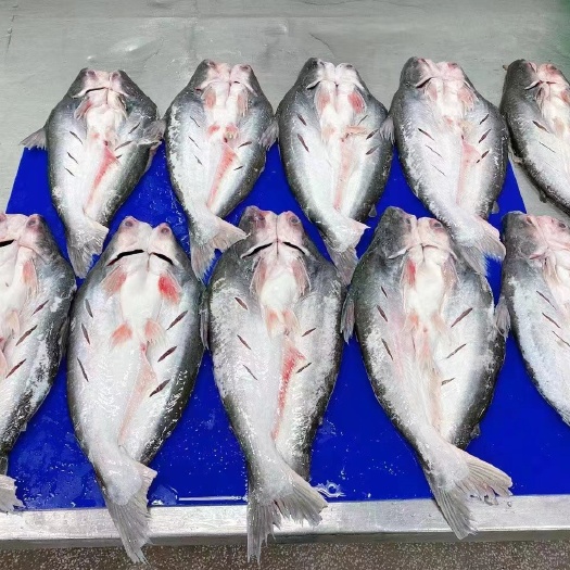 深圳开背巴沙鱼、开背鱼、非腌制开背鱼