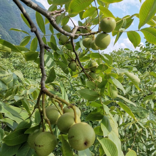 盐源县大凉山核桃