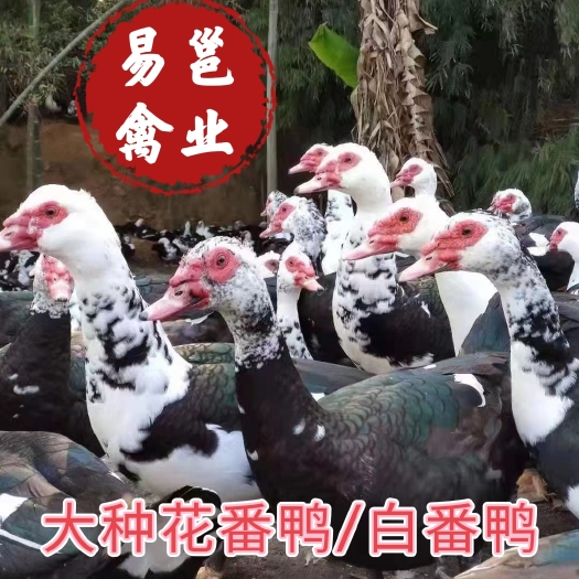 南宁大种番鸭苗 白番鸭苗   厂家直销 包打疫苗