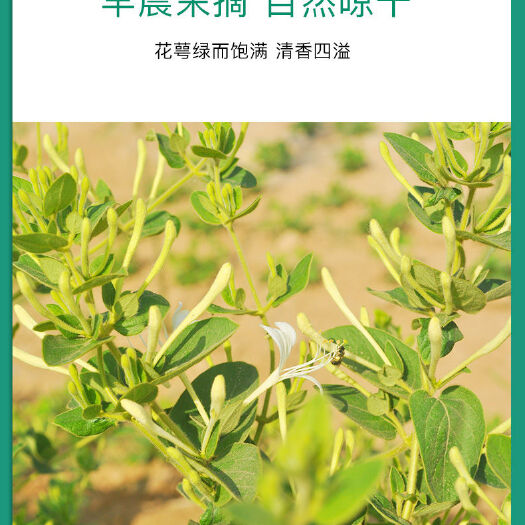 大名县金银花晎干  晒干   开花