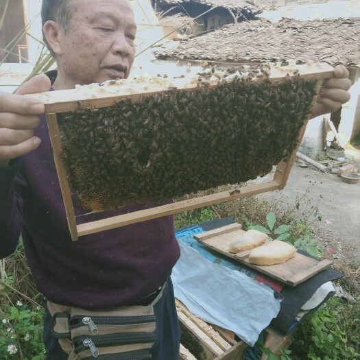 平南县大量供应中蜂