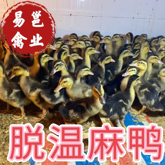 南宁脱温麻鸭   青头鸭苗   已做好疫苗   支持技术指导