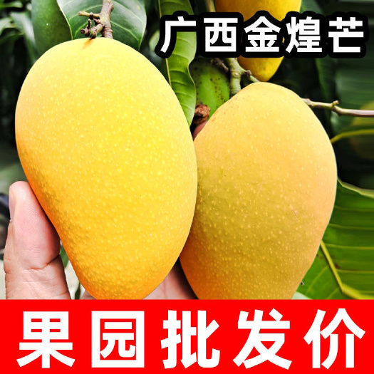 2025当季新鲜【广西金煌芒】当地特色芒果产地直发肉多核薄甜