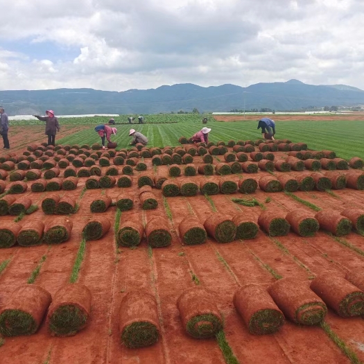 安宁市绿化草坪基地直销，品质保证，诚信经营