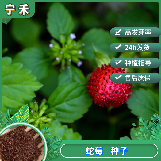 南京蛇梅种子 多年生园林地被野生草莓 庭院盆栽草坪点缀
