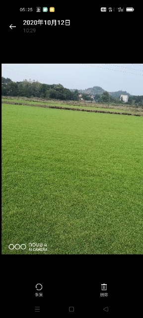 永州马尼拉草卷草皮