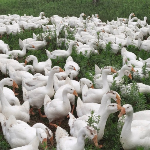 泸州鹅  三花 肉鹅大量开栏 均重8斤往上
