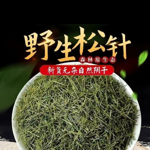 松针茶  松针 红松树针 鲜