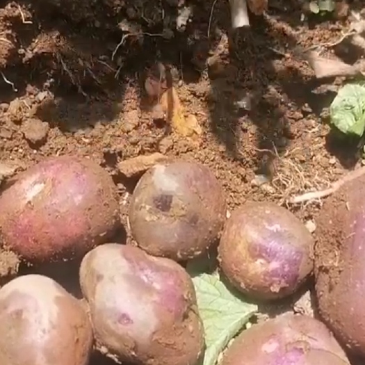 永德县高山黑土豆，紫色，世代种植的老品种。