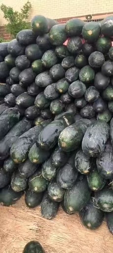 宾阳县冬瓜
