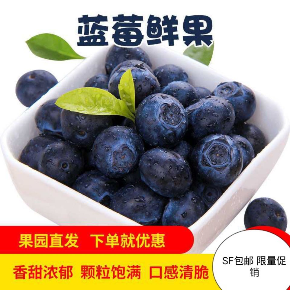 連云港藍莓大果果園現摘新鮮藍莓護眼寶寶輔食水果批發一件待發