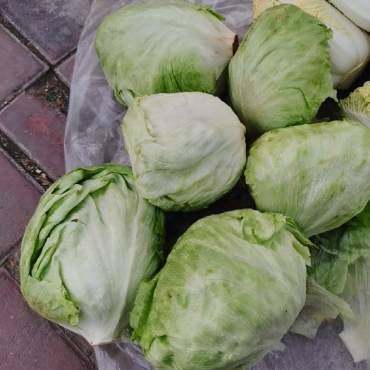 固原包生菜 圆生菜