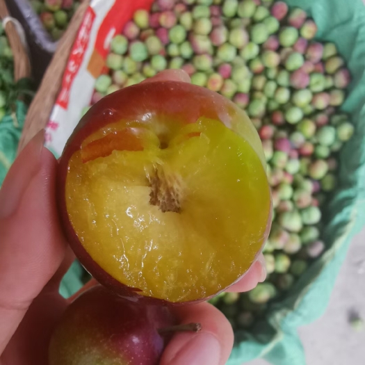 宝兴县半边红
