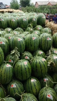 吉林精品西瓜，七月中旬开园。可视频看货