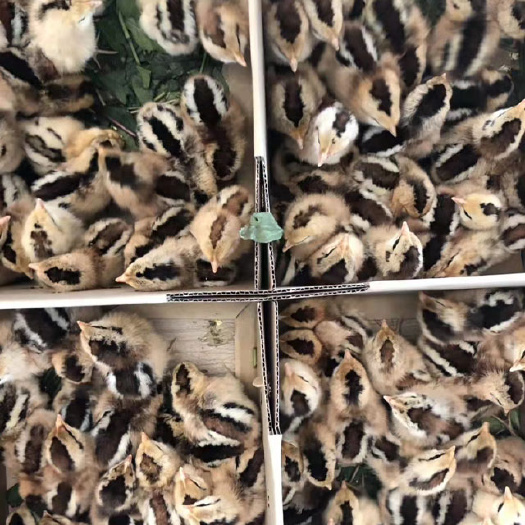 贵阳黑瑶土鸡出壳苗